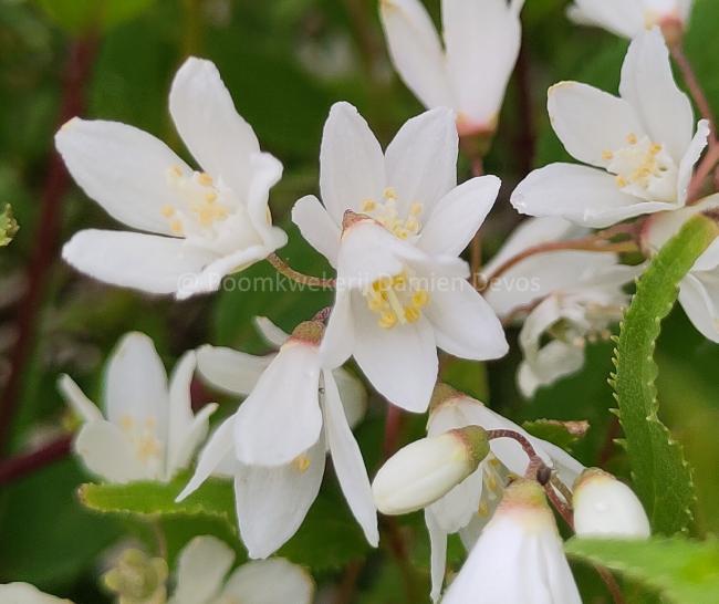 Deutzia gracilis 'Nikko'