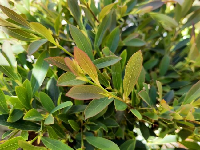 Distylium 'Cinnamon Girl'