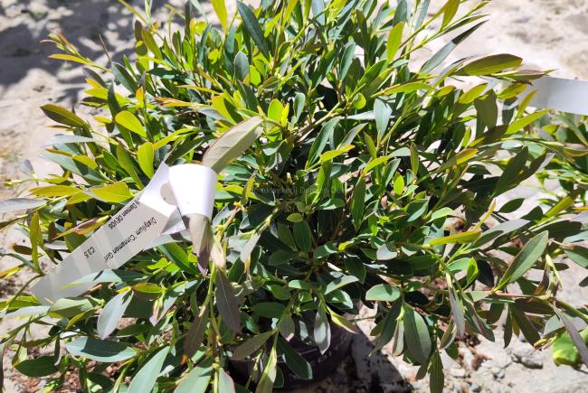 Distylium 'Cinnamon Girl'