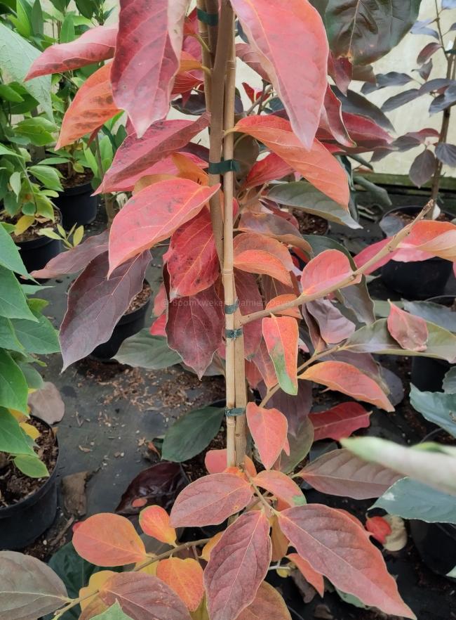 Diospyros kaki 'Hiratanenashi'