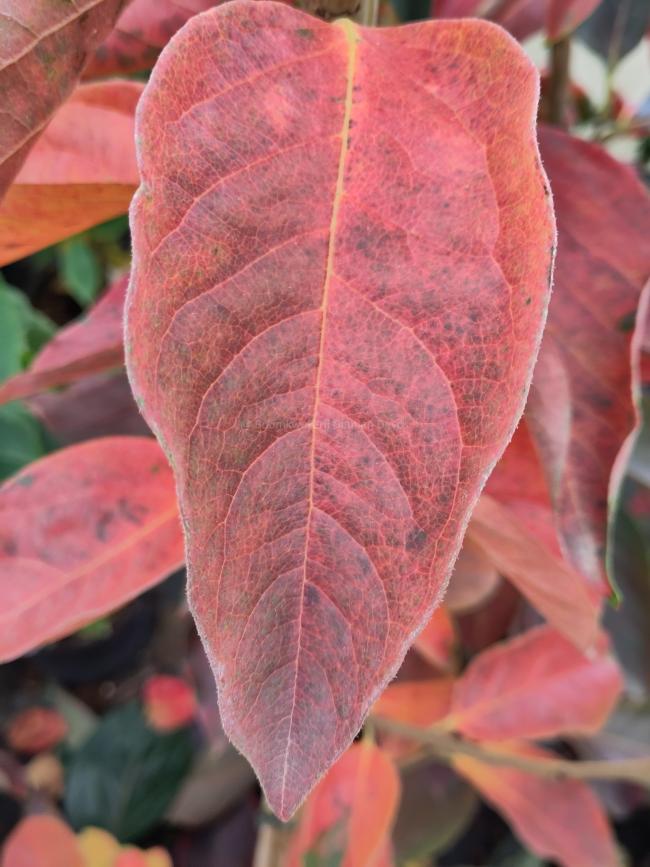 Diospyros kaki 'Hiratanenashi'