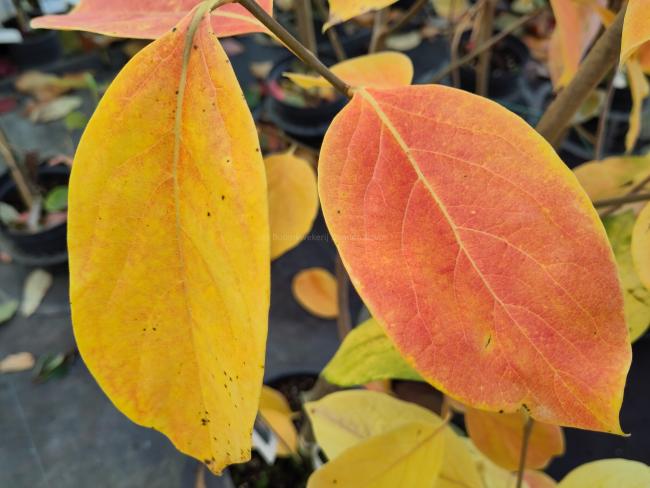 Diospyros kaki Nikitas Gift'