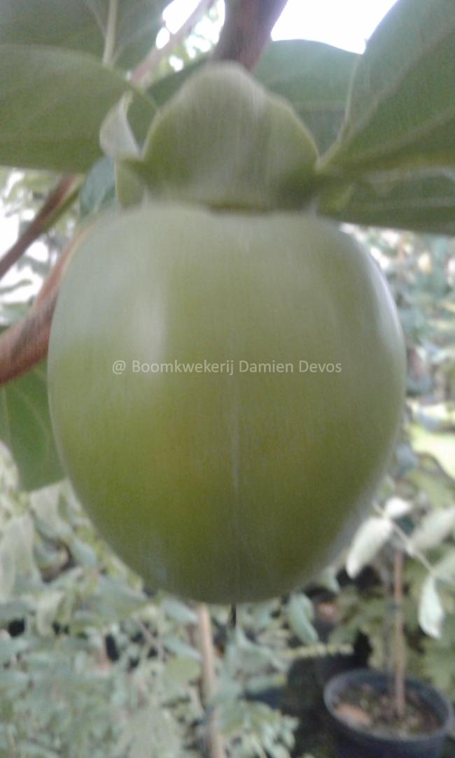 Diospyros kaki 'Neustadt Weinstrasse'