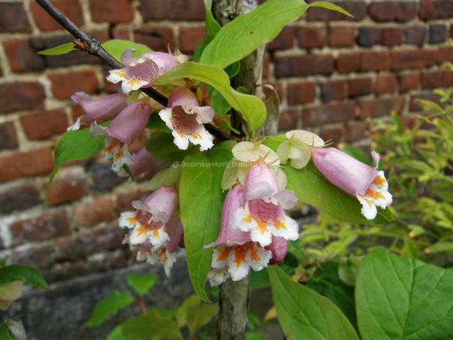 Dipelta ventricosa