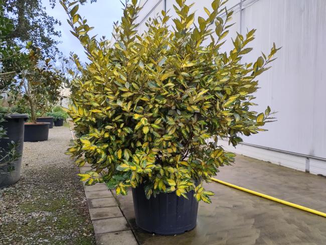 Elaeagnus ebbingei 'Limelight' (x)