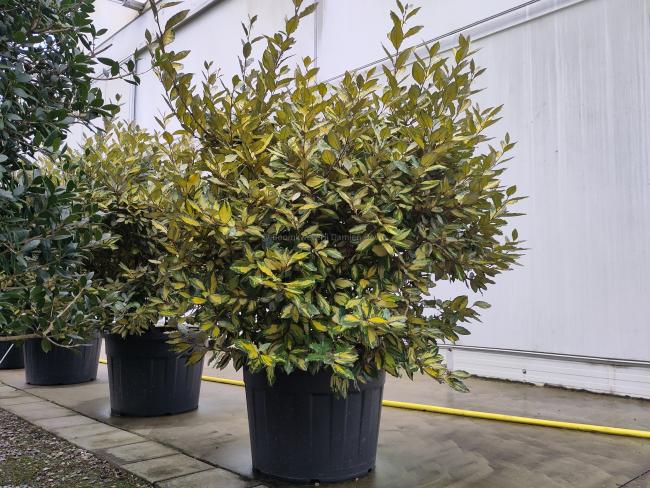 Elaeagnus ebbingei 'Limelight' (x)