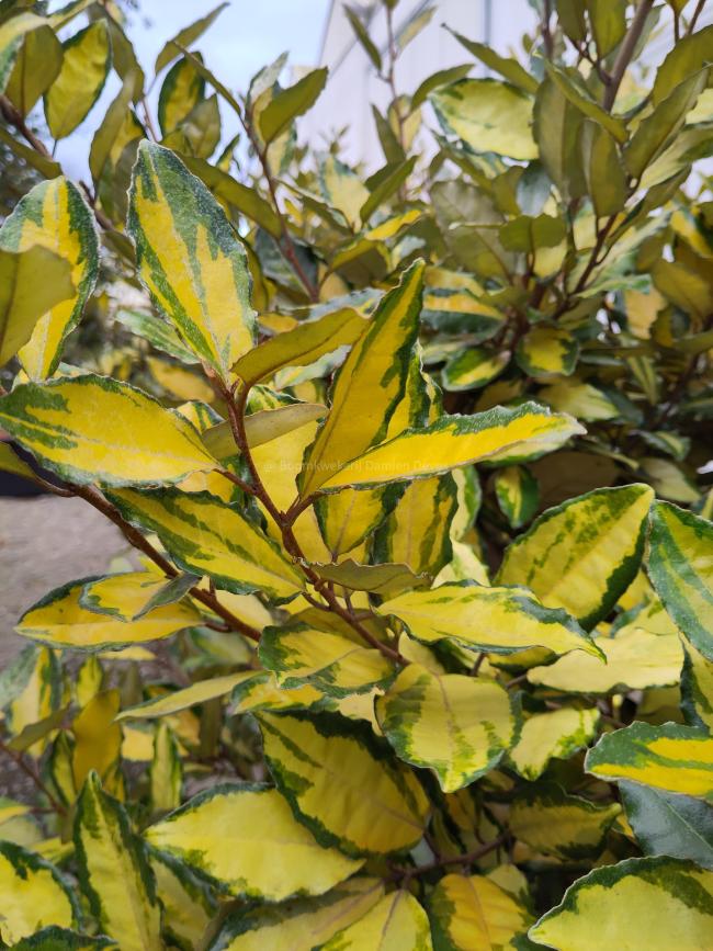 Elaeagnus ebbingei 'Limelight' (x)
