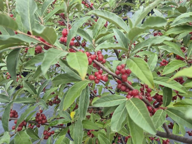 Elaeagnus multiflora