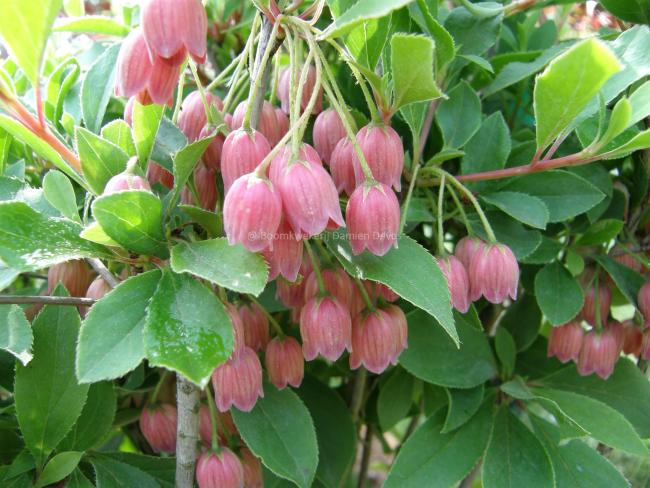 Enkianthus campanulatus-ball