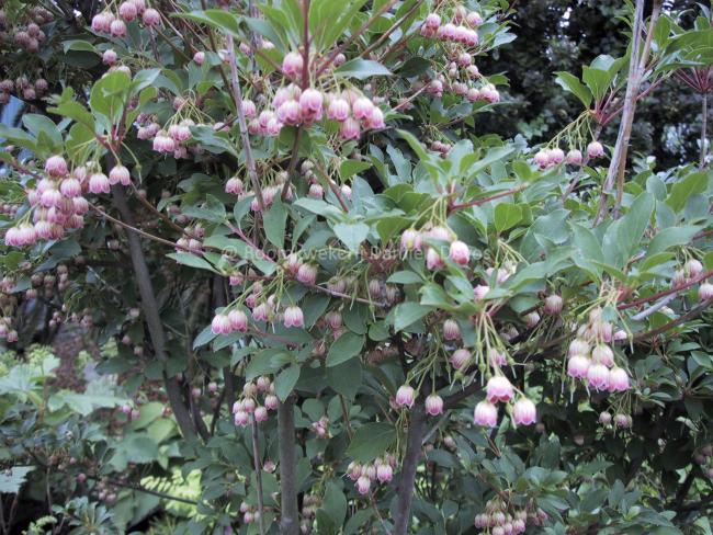 Enkianthus campanulatus-ball