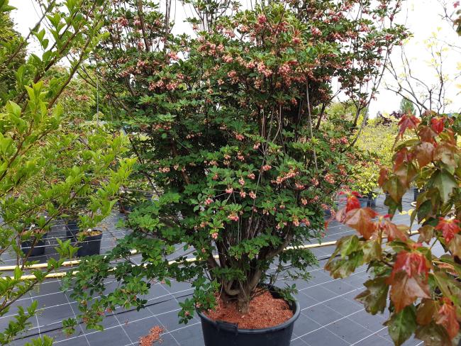 Enkianthus campanulatus-ball