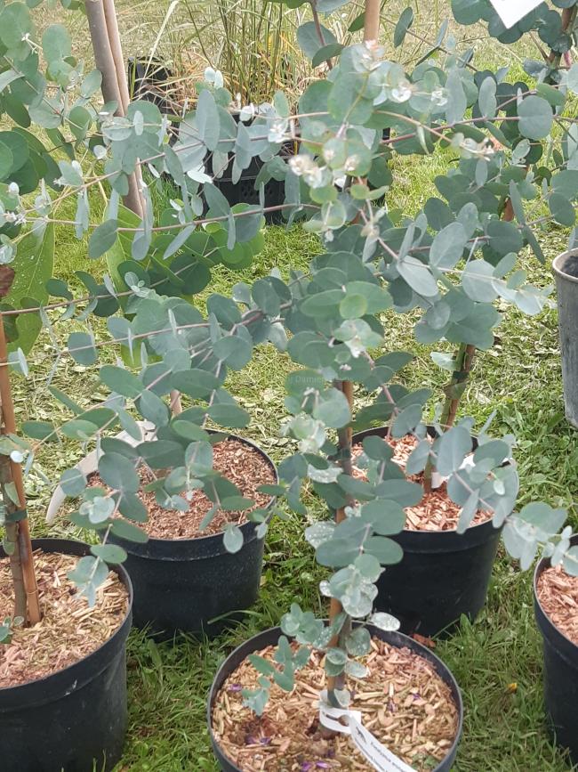 Eucalyptus archeri