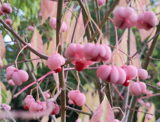 Euonymus bungeanus 'Dart's Pride'