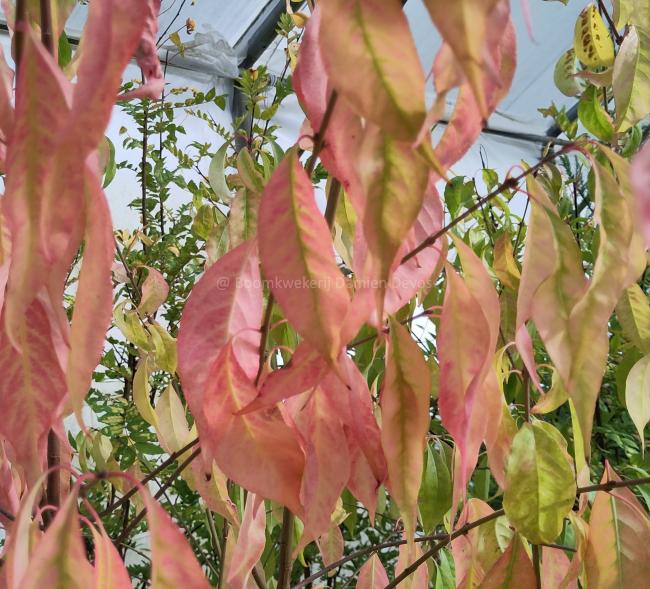 Euonymus bungeanus 'Dart's Pride'