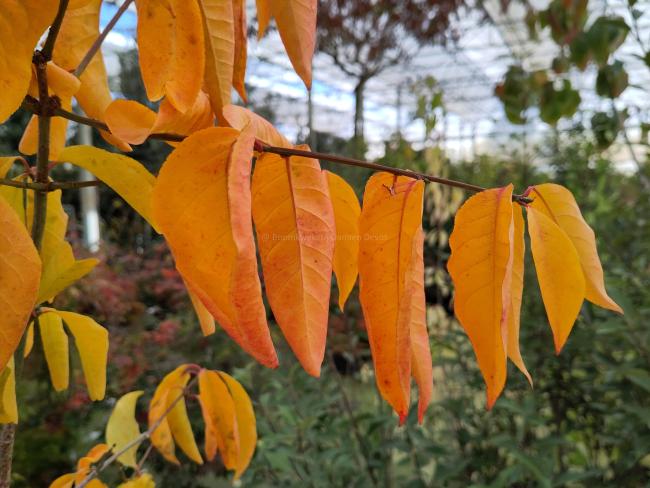Euonymus bungeanus 'Fire Flame'