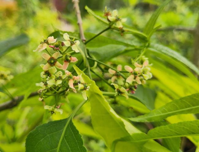 Euonymus bungeanus 'Fire Flame'