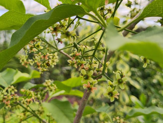 Euonymus bungeanus 'Fire Flame'