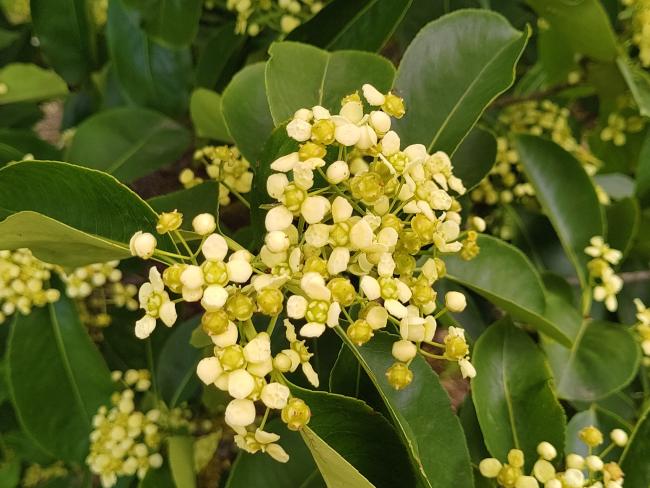 Euonymus carnosus 'Fox Pride'