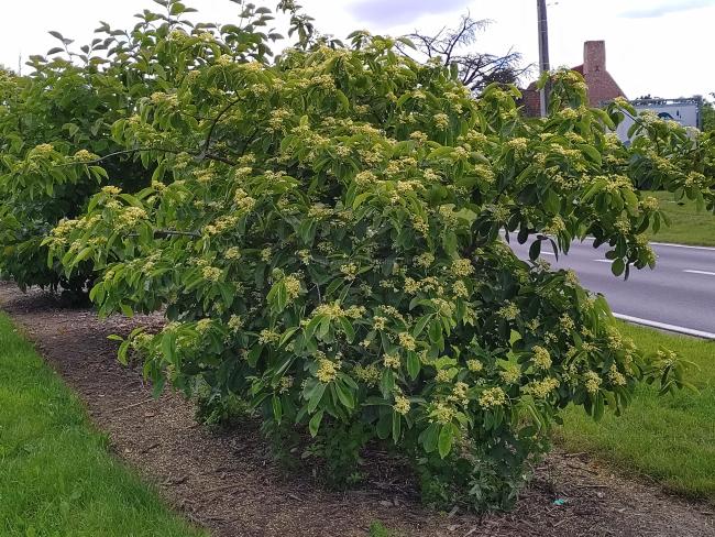Euonymus carnosus 'Fox Pride'