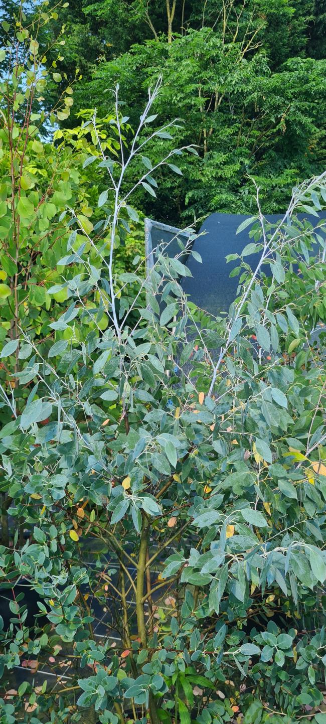 Eucalyptus coccifera