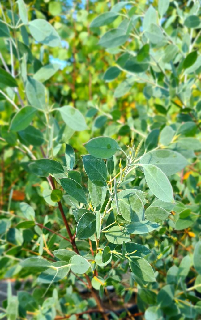Eucalyptus coccifera