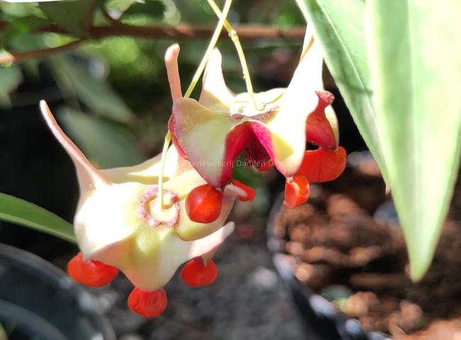 Euonymus cornutus var. quinquecornutus