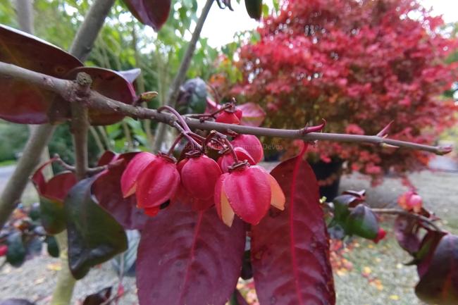 Euonymus carnosus 'Trompenburg Lustre'