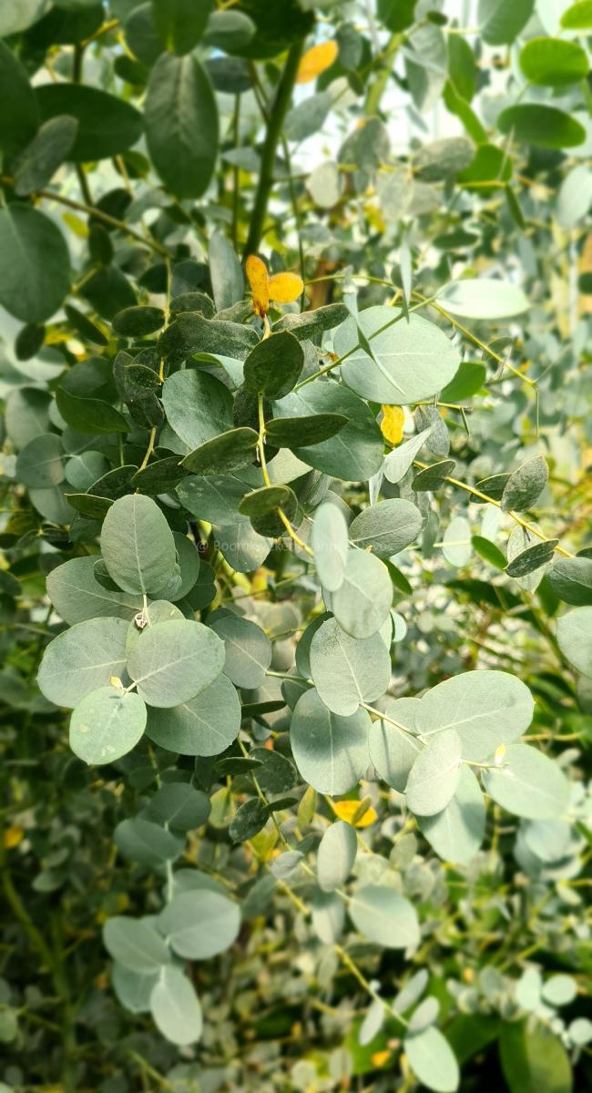 Eucalyptus gunnii 'Silverana'®