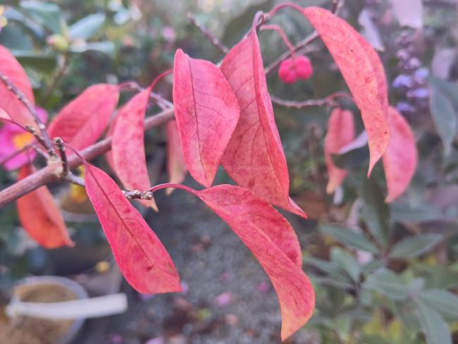 Euonymus hamiltonianus 'Rising Sun'