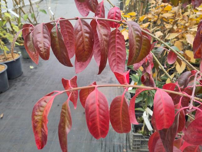 Euonymus hamiltonianus 'Rising Sun'