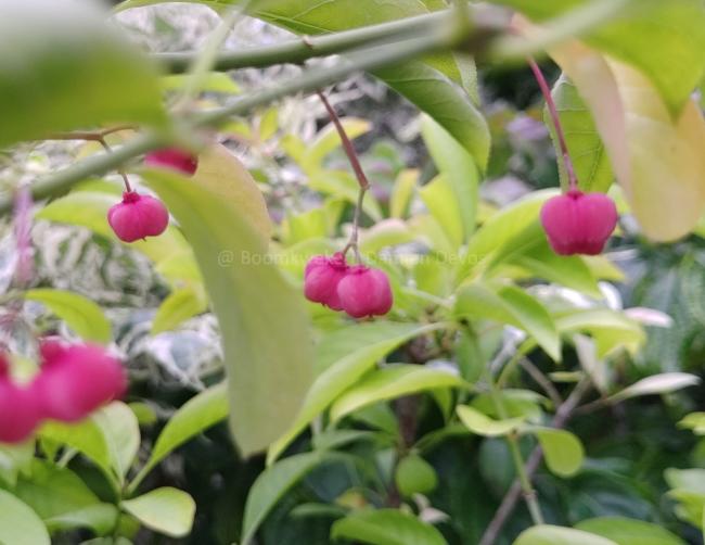 Euonymus hamiltonianus subsp. sieboldianus