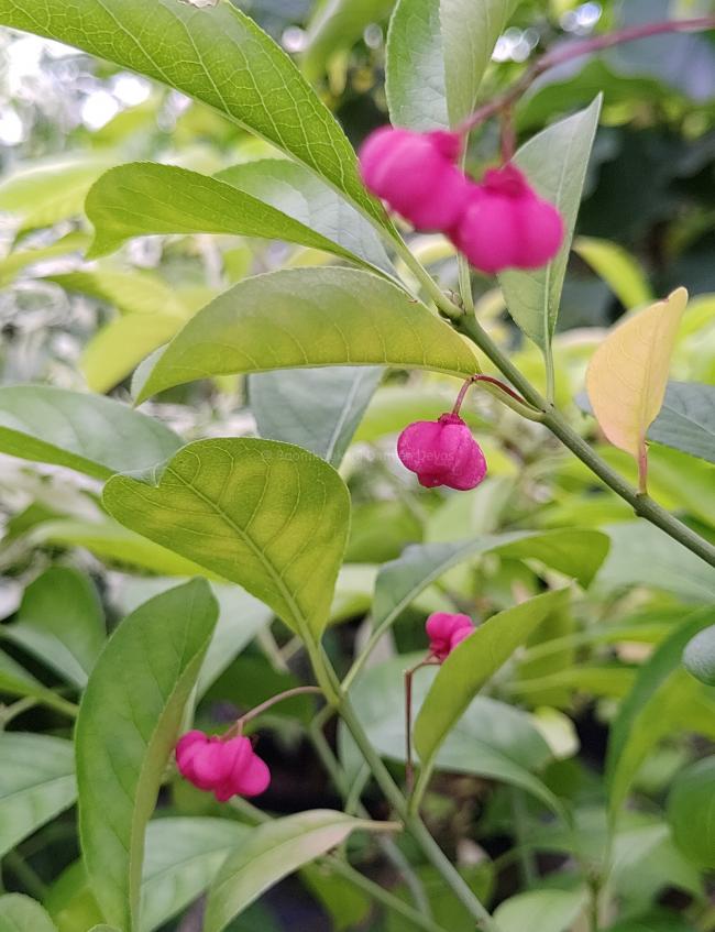 Euonymus hamiltonianus subsp. sieboldianus