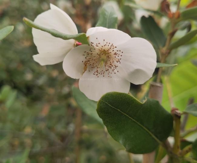 Eucryphia intermedia 'Rostrevor'
