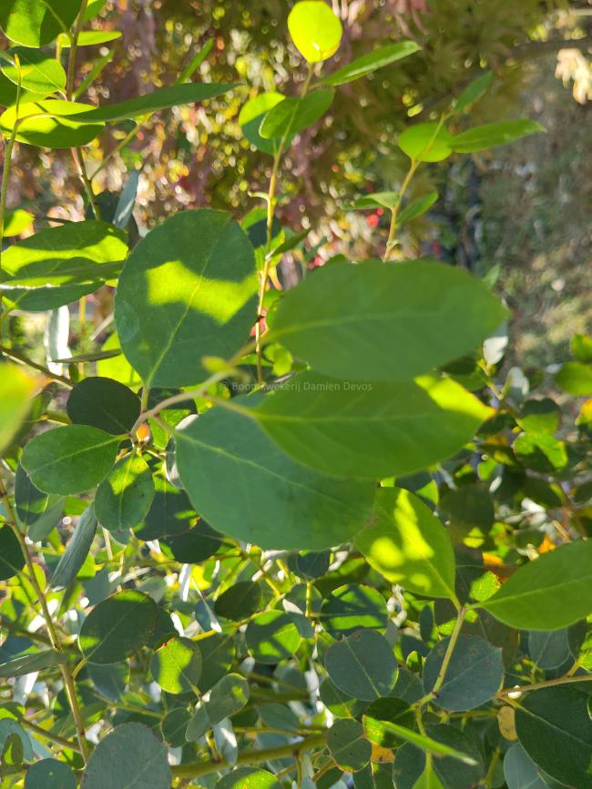 Eucalyptus johnstonii