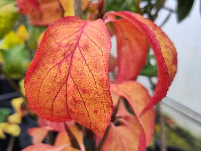 Euonymus macropteris 'Mount Fuji'