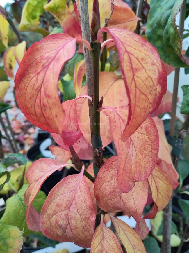 Euonymus macropteris 'Mount Fuji'