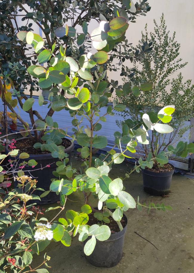 Eucalyptus neglecta