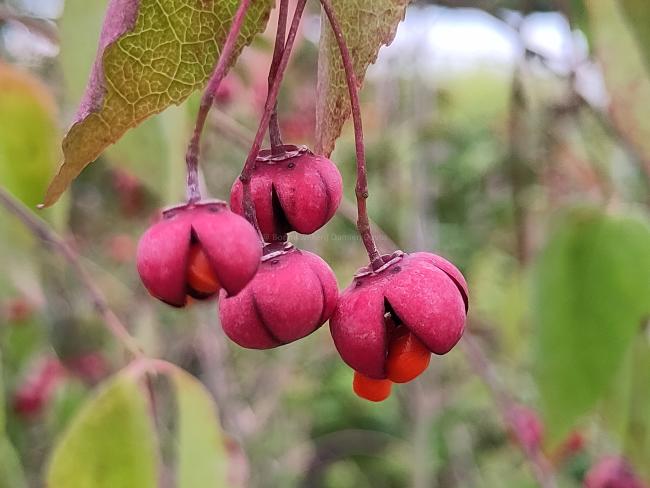 Euonymus oxyphyllus