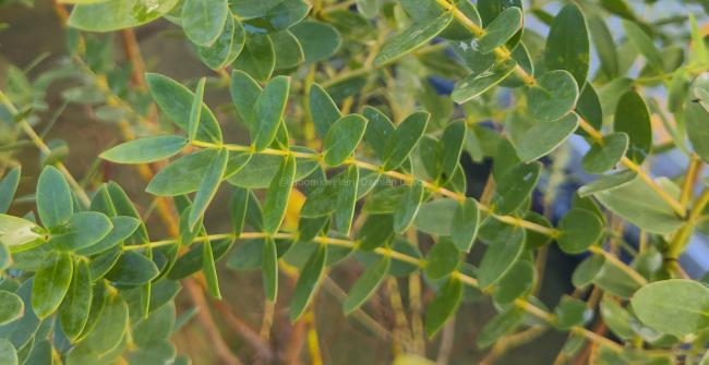 Eucalyptus parvifolia (E. parvula)