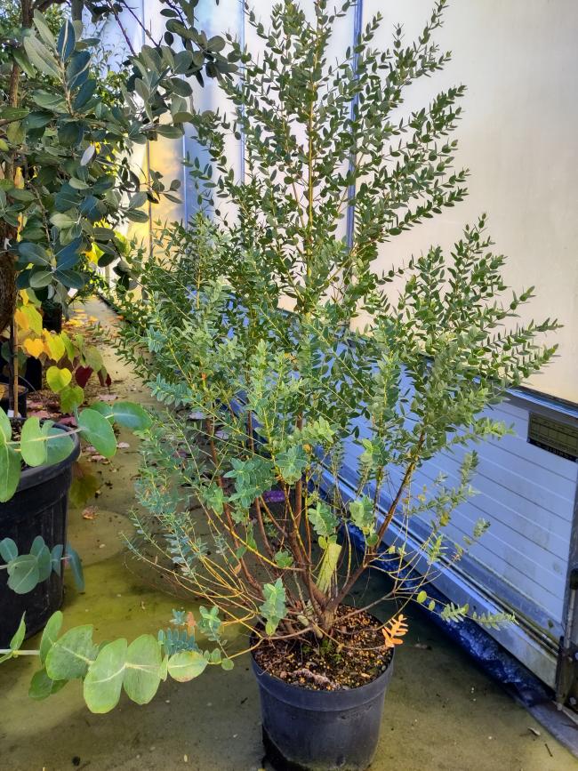 Eucalyptus parvifolia (E. parvula)