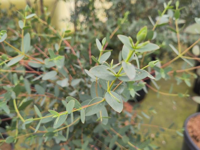 Eucalyptus parvifolia (E. parvula)