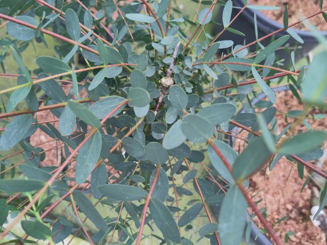 Eucalyptus parvifolia (E. parvula)