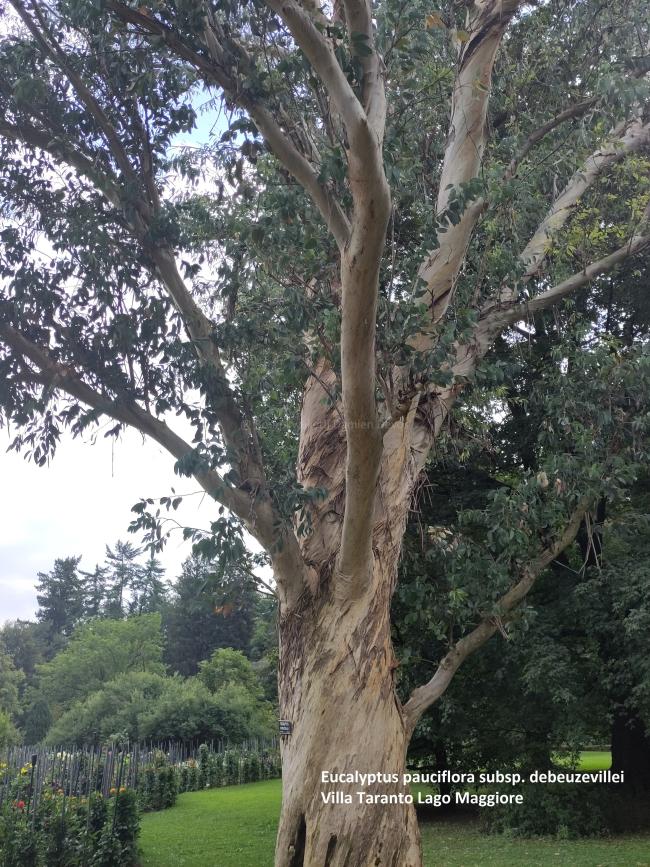 Eucalyptus pauciflora subsp. debeuzevillei