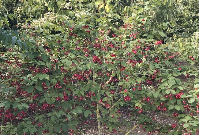 Euonymus planipes