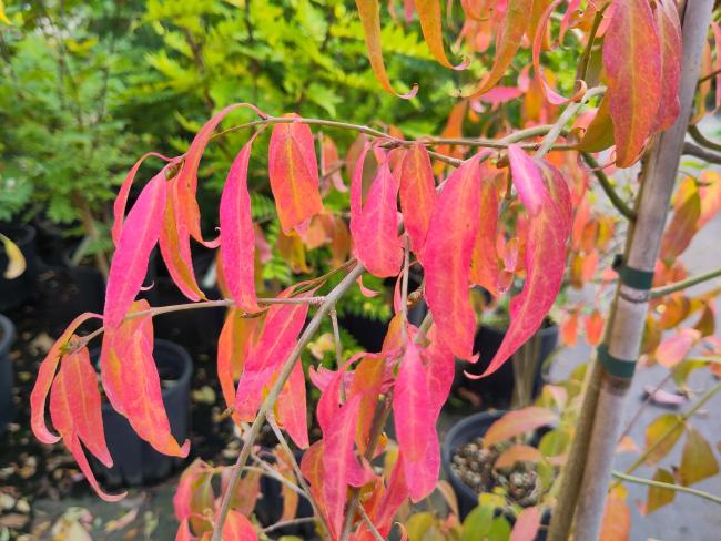 Euonymus schensianus