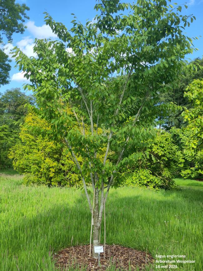 Fagus engleriana
