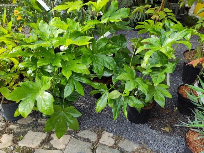 Fatsia japonica