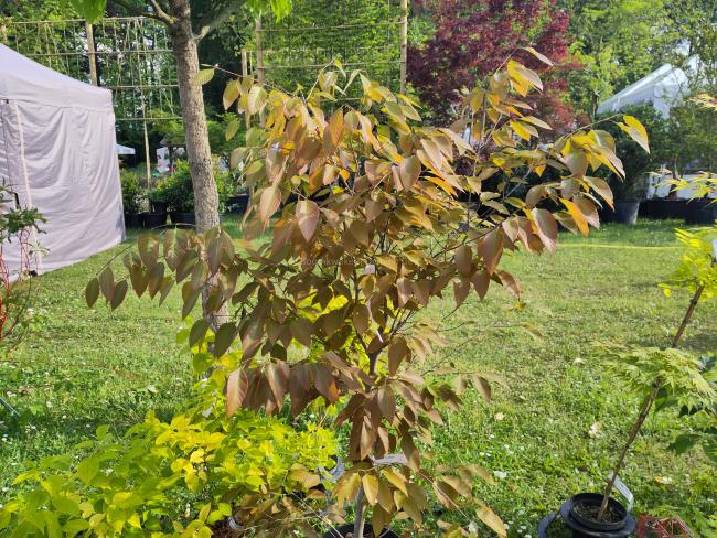 Fagus longipetiolata