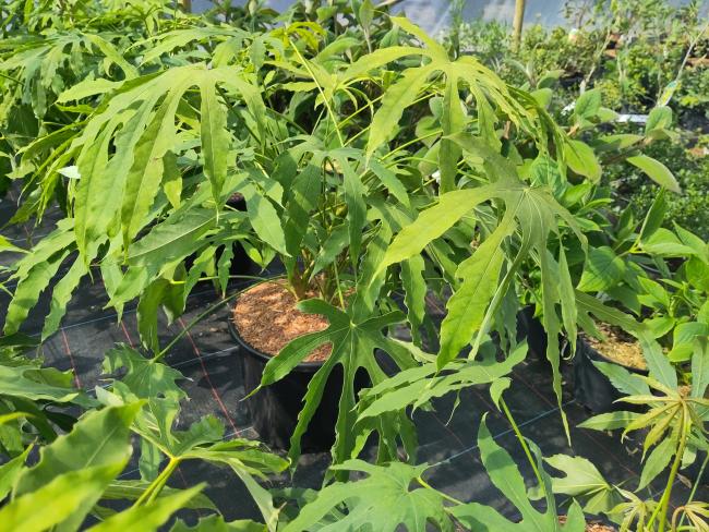 Fatsia polycarpa 'Green Fingers'