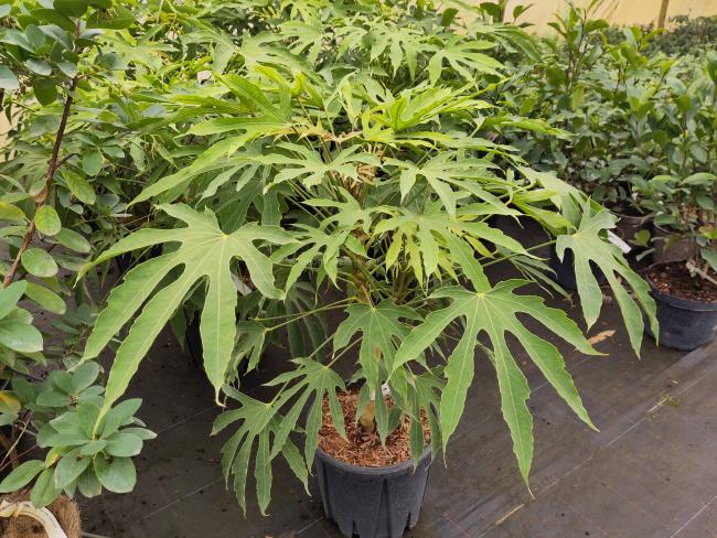 Fatsia polycarpa 'Green Fingers'